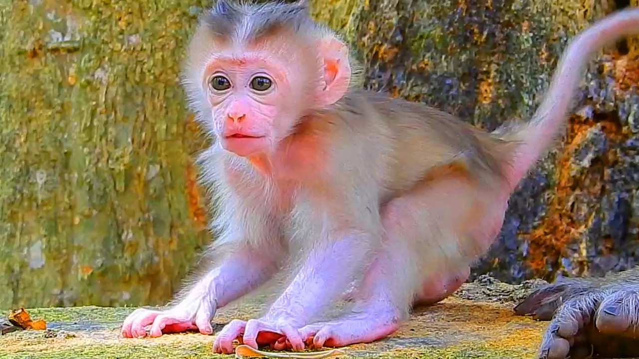 Newborn look very healthy & powerful as his biological father, He deserve to be a king in his future