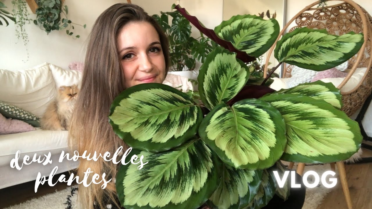 Deux nouvelles plantes incroyables, et des plantes qui se réveillent !