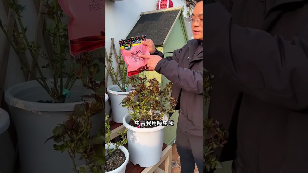 When roses start to sprout and grow leaves it is essential to do a good job in the prevent