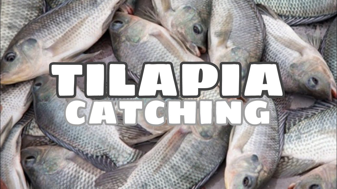 TILAPIA POND catching Tilapia