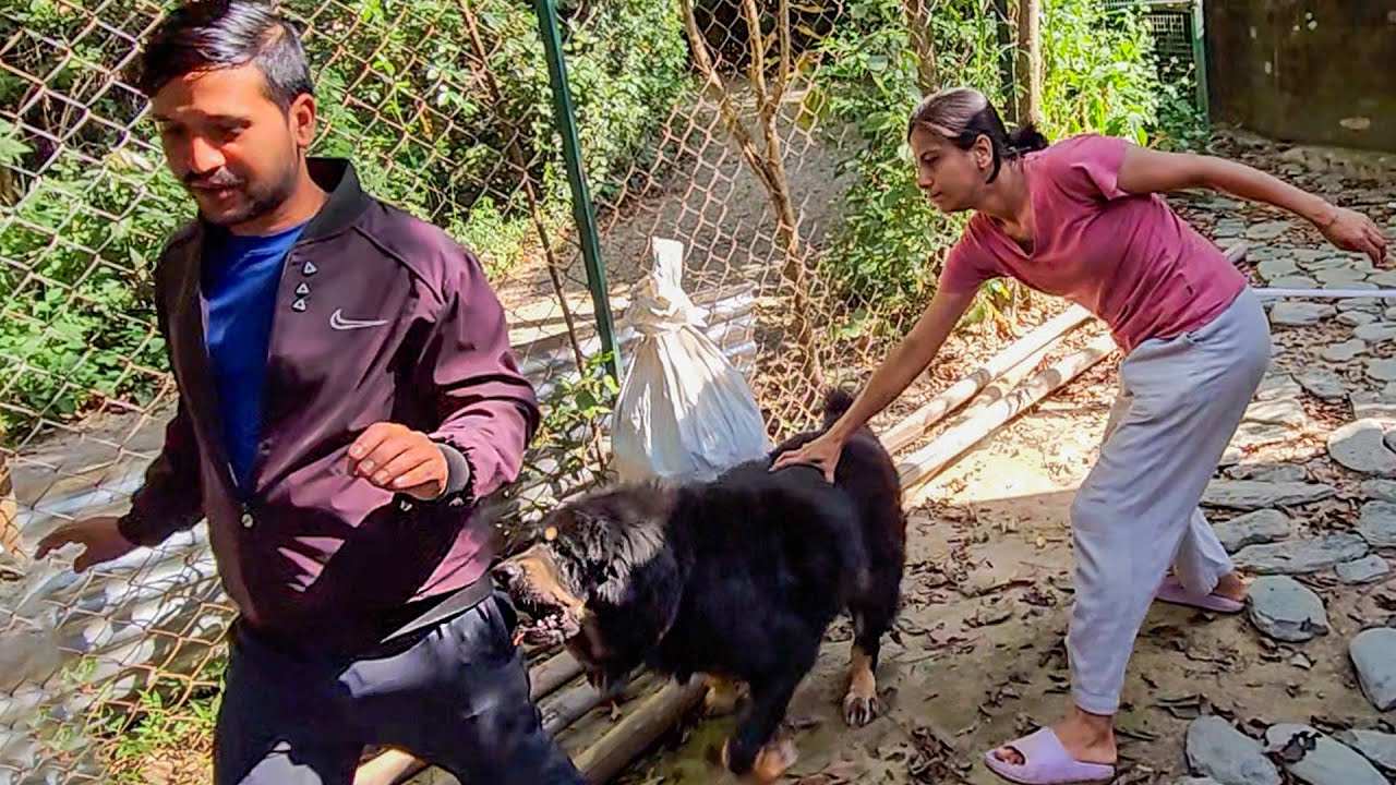Bagheera ne yeh kya kiya | Understanding Tibetan Mastiff Behavior