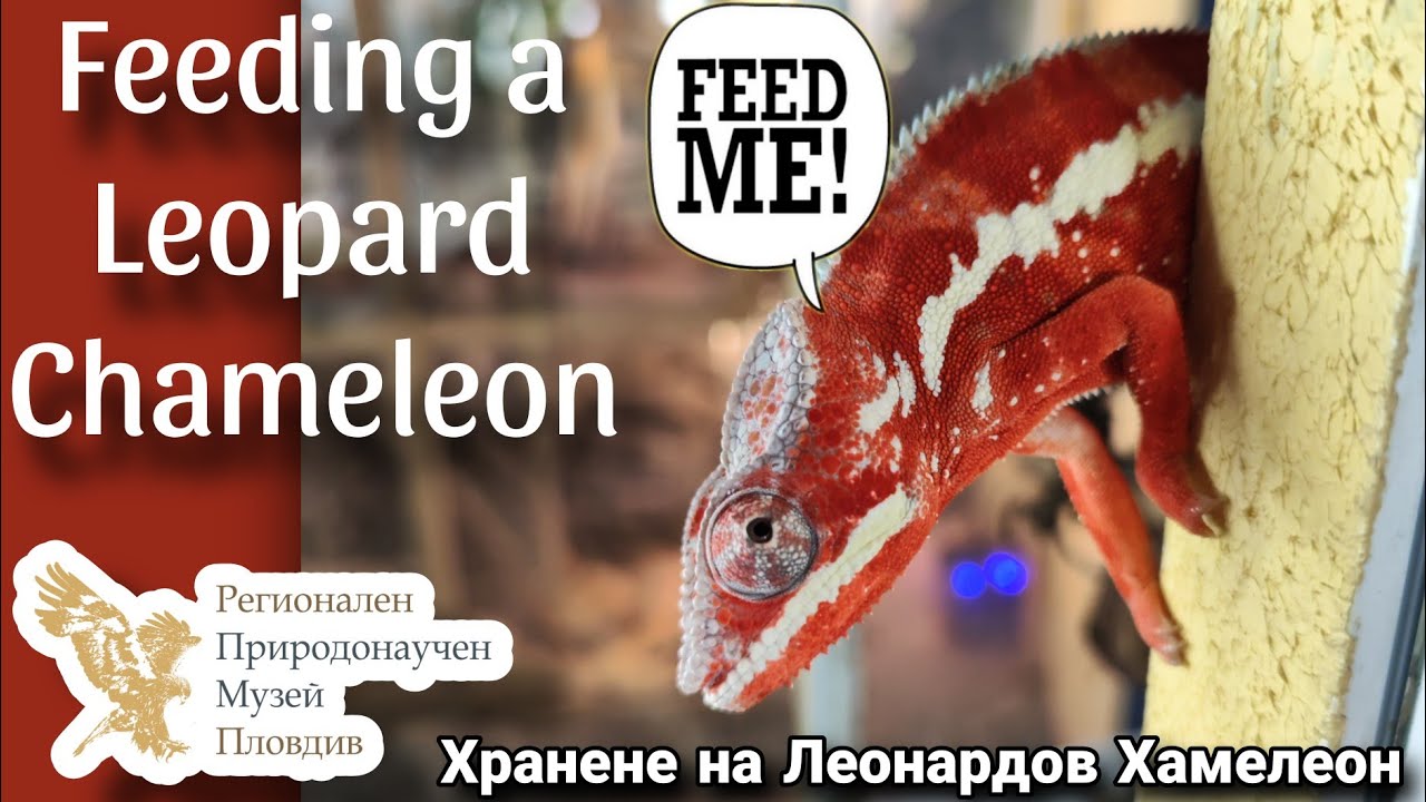 Леопардов Хамелеон Игнат: Гурме Страсти || Feeding a Leopard Chameleon 🦎❤