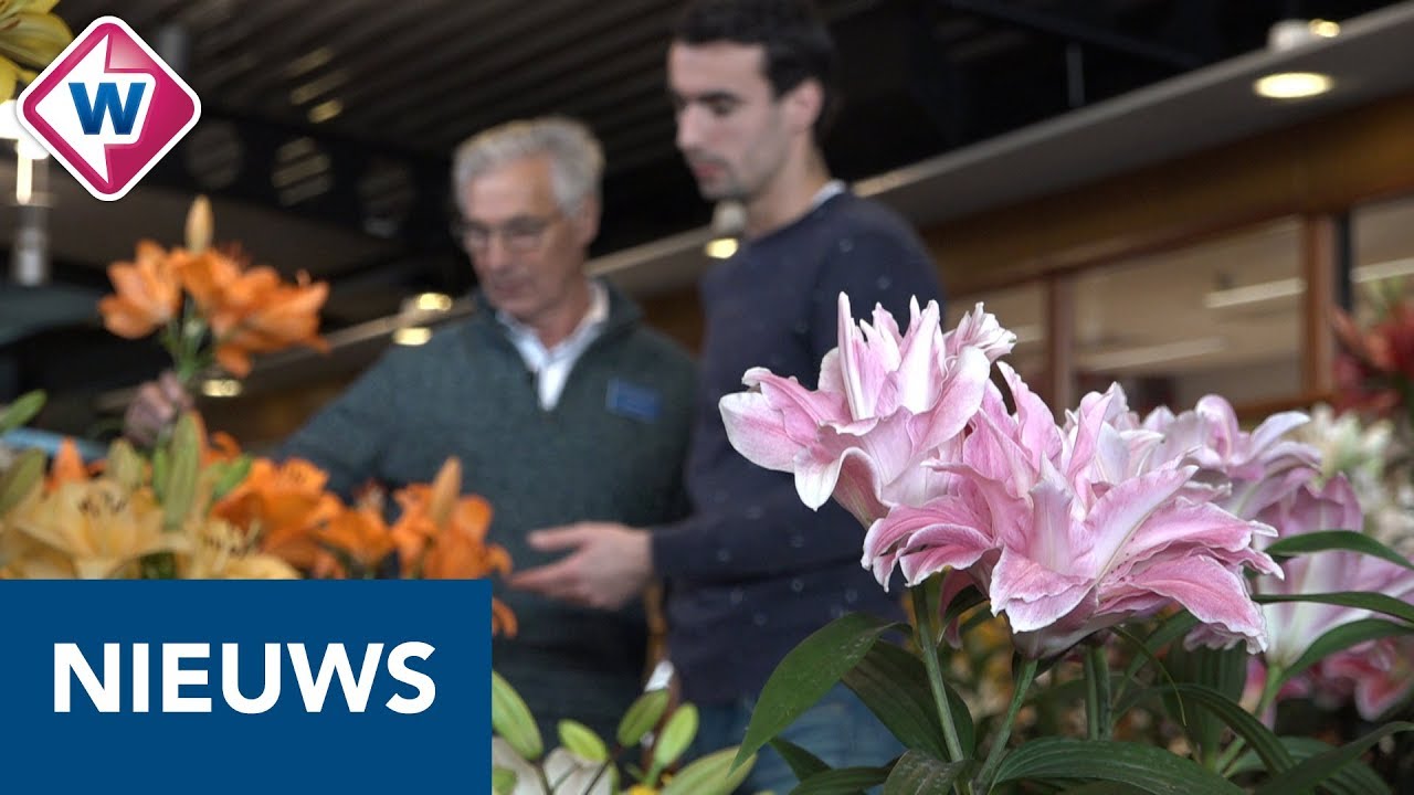 Meer dan 130 soorten lelies te bewonderen tijdens Leliedagen in Lisse - OMROEP WEST