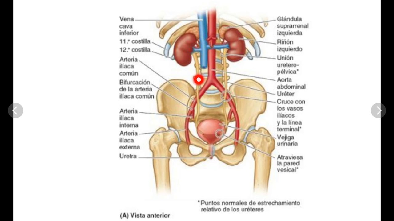 ANATOMÍA DEL APARATO URINARIO (vejiga y uretra)