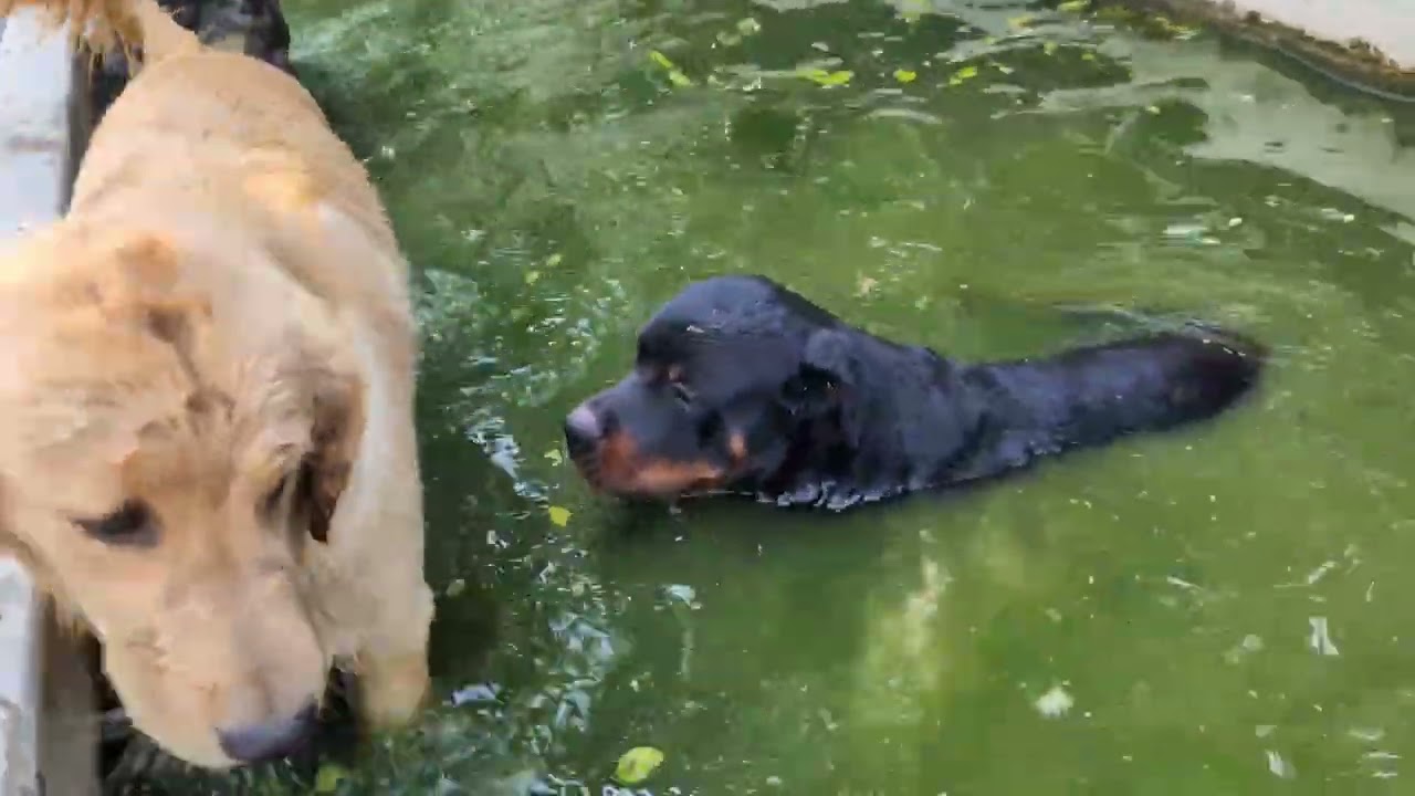 A Dogs Life   Cookie and Betto Playdate with Pepota