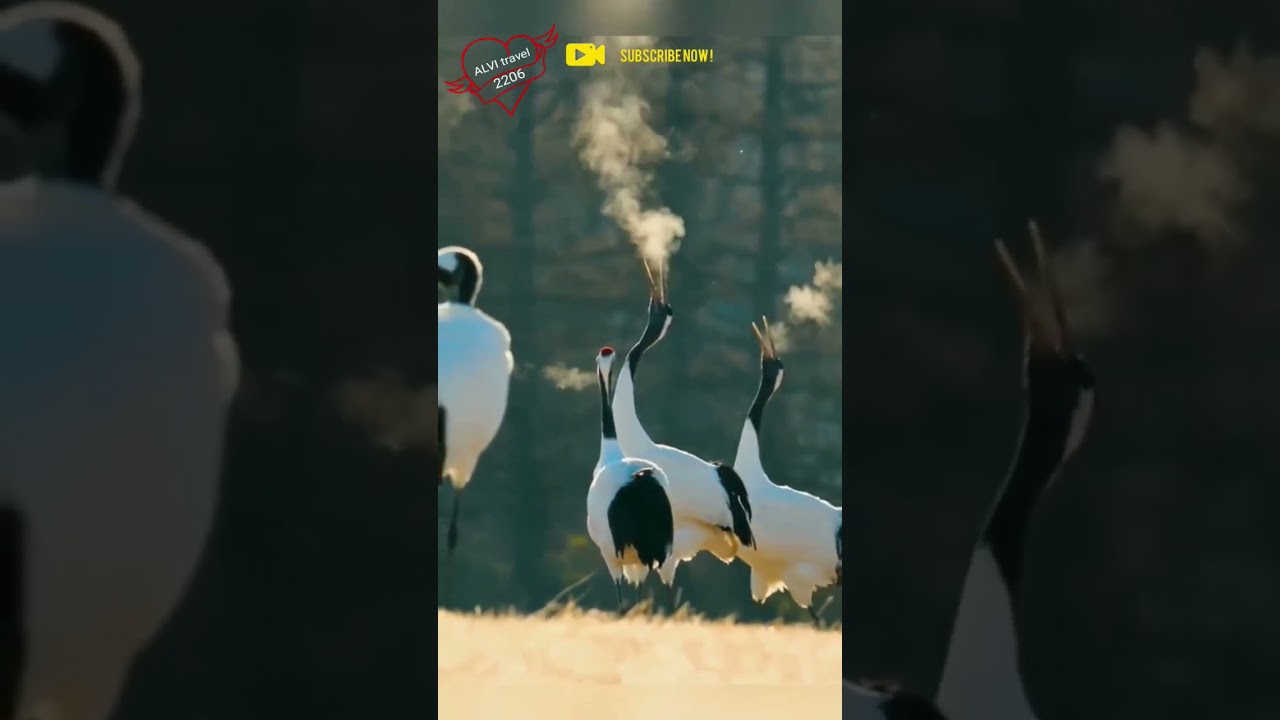 amazing crane sound effects #shorts #ytshorts #viral #crane #bird #sound #trending #nature #winter