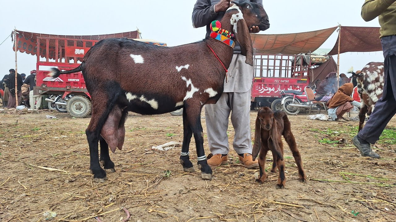 Amritsery Beetal Goat Kids Price Top Class Beetal Breeder | Bakra Mandi Update Today