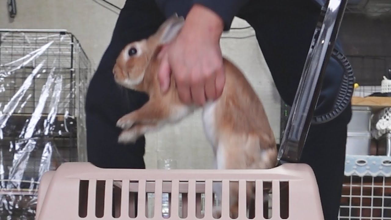うさぎが涙を流して苦しそうなので病院へ連れて行きました。　(No.1353)