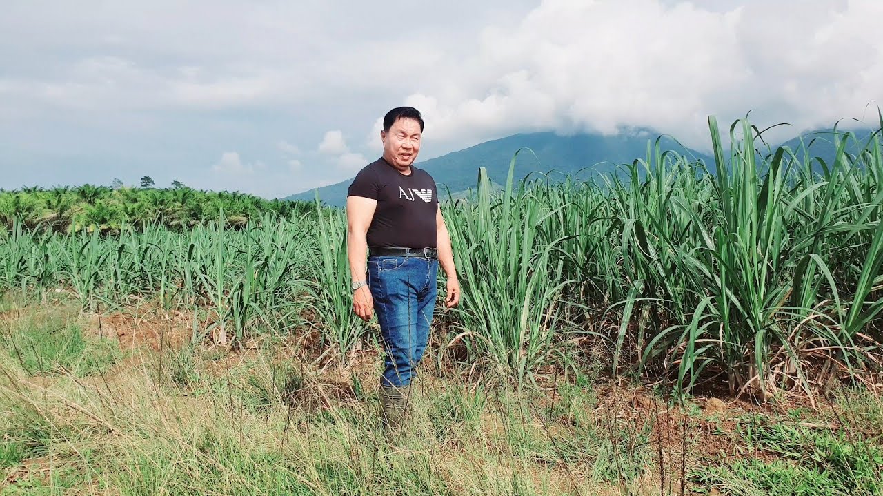 COMPARISON BETWEEN TWO SUGARCANE VARIETIES 272 VS  80-13-PH