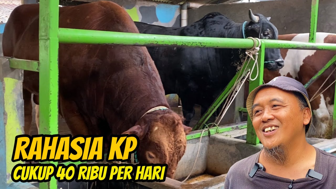 PAKAN MURAH UNTUK SAPI JUMBO‼️Ini Resep Kandang Pedalaman🔥