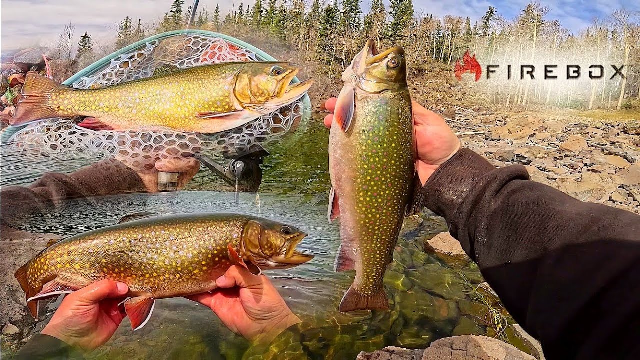 HOW DO BROOK TROUT GET THIS BIG?? Firebox Stove CATCH, CLEAN, COOK