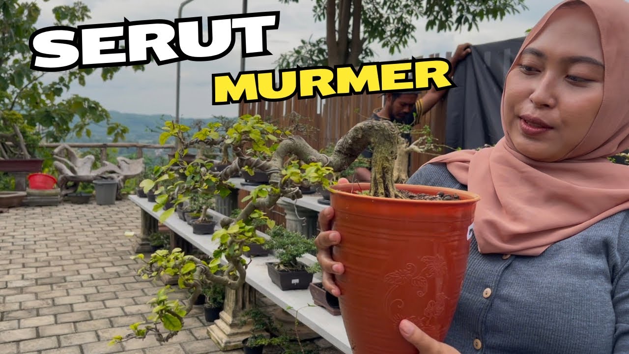 Cek Harga Bonsai Terbaik, Di Galery Bonsai Hill