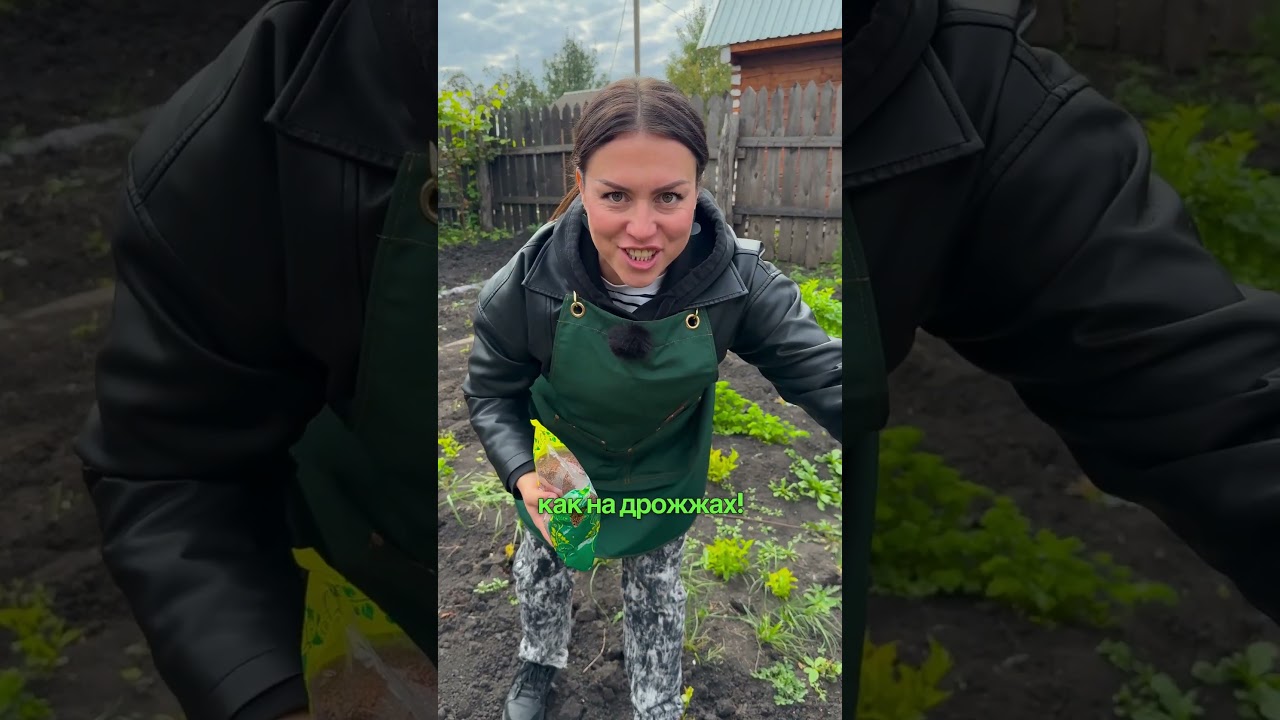 Эти 3 сидерата заменят целый КамАЗ удобрений