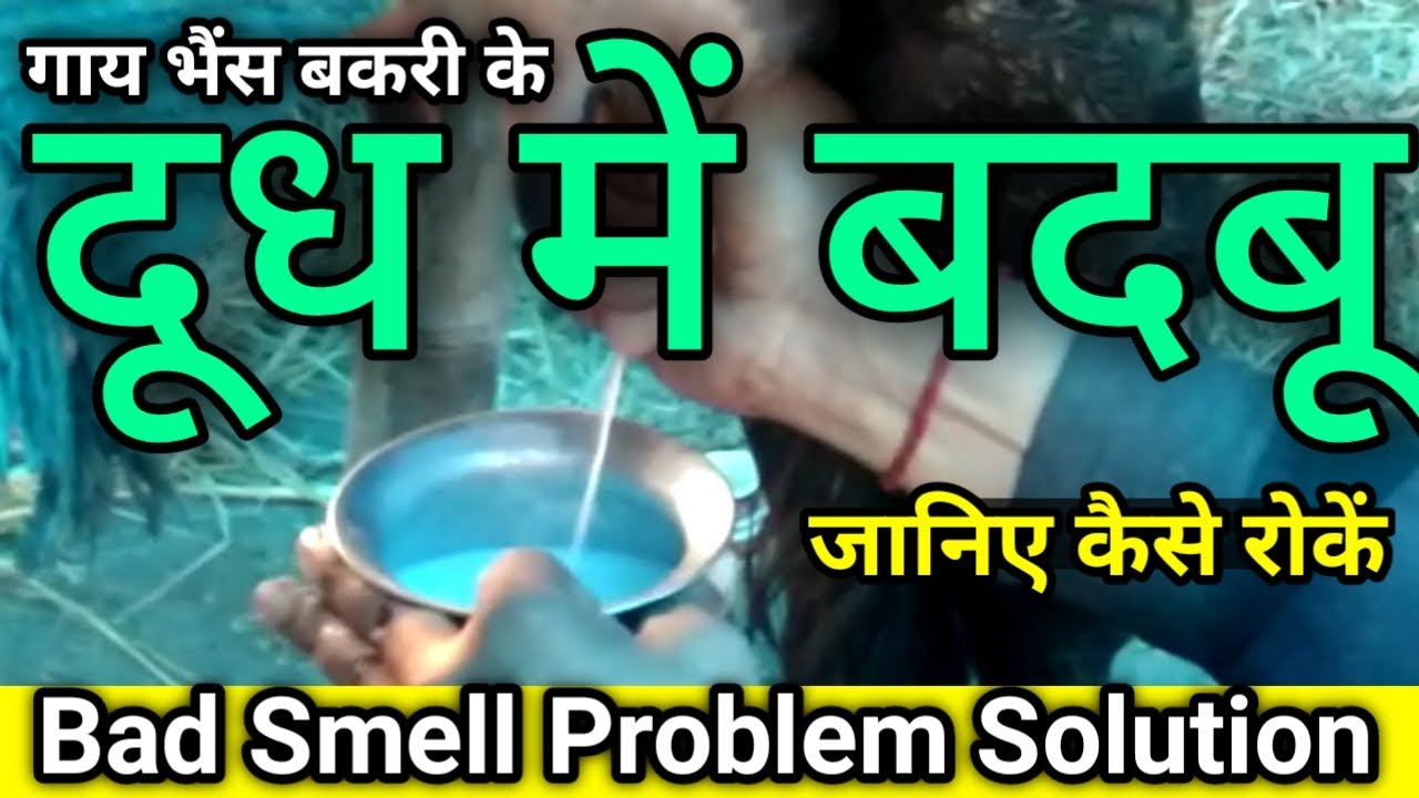 दूध में बदबू दुर्गन्ध स्वाद बदल जाना bad smell taste in cow buffalo goat milk D  D Ramawat