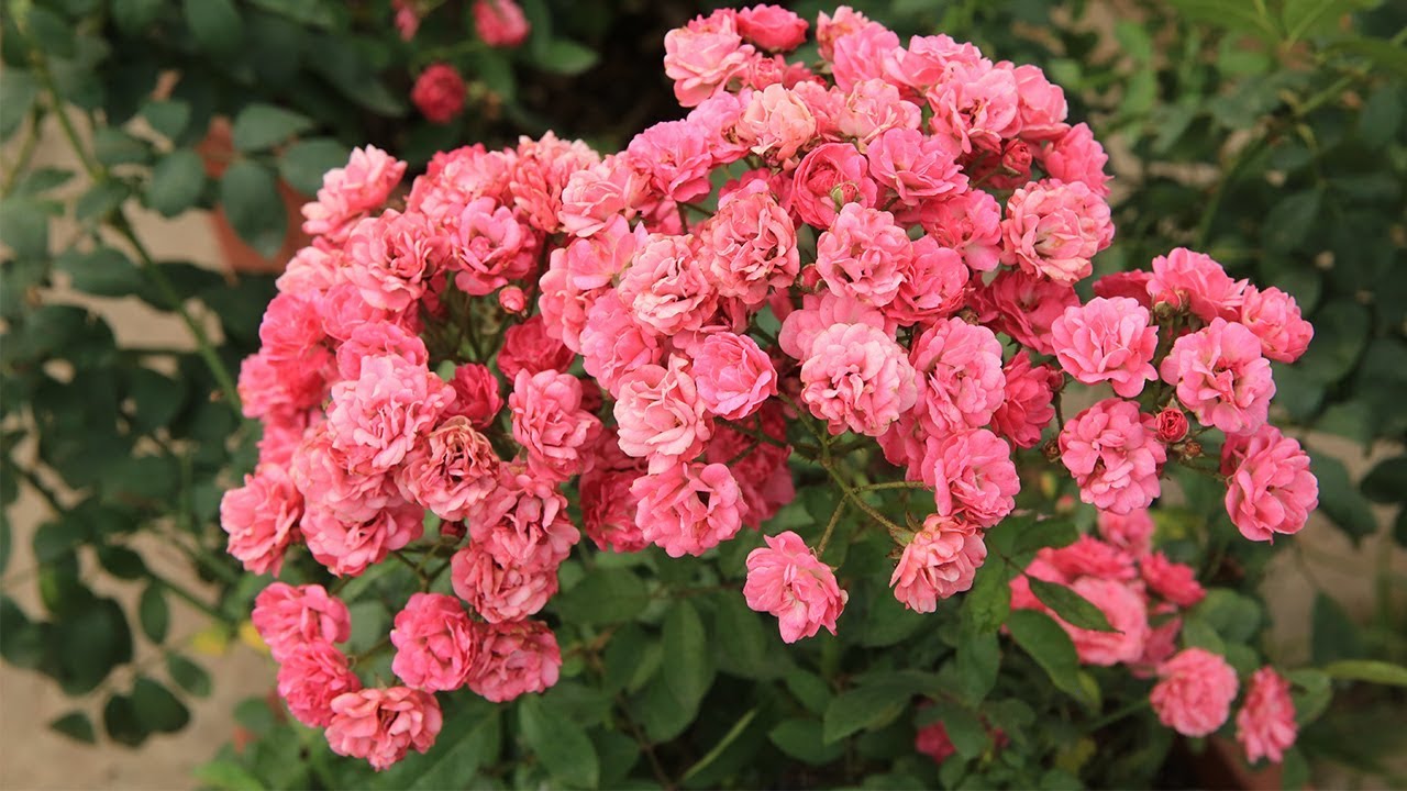 Hoa hồng ngoại si&ecirc;u ch&ugrave;m Gartendirektor Otto Linne - Hồng Đức đ&aacute;ng chơi nhất