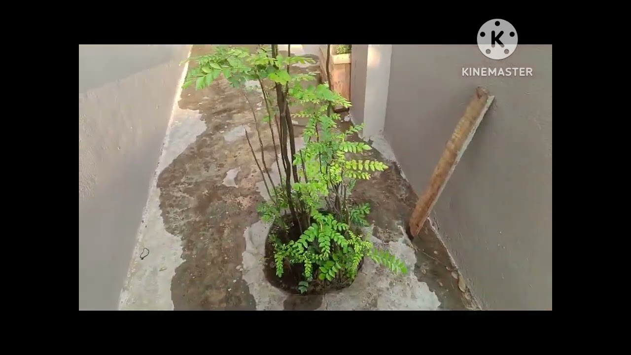 మా ఇంటి చిన్న పెరటి 😍chusi subscribe chesukondi#trees #home garden