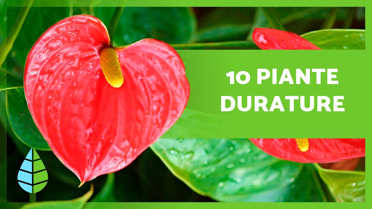 10 PIANTE DA INTERNO RESISTENTI E DURATURE 🌿