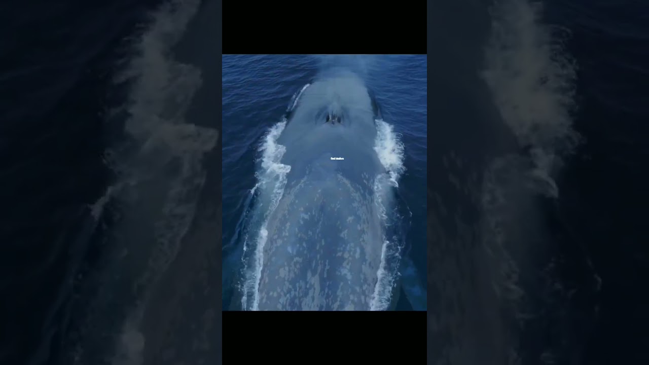 Is the Whale the biggest fish in the world?