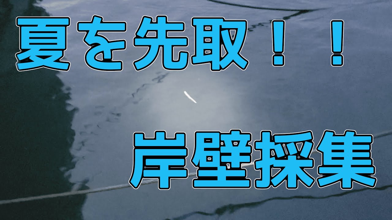 【岸壁採集】ただの漁港にシイラが爆湧き！？岸壁採集で大量捕獲！！