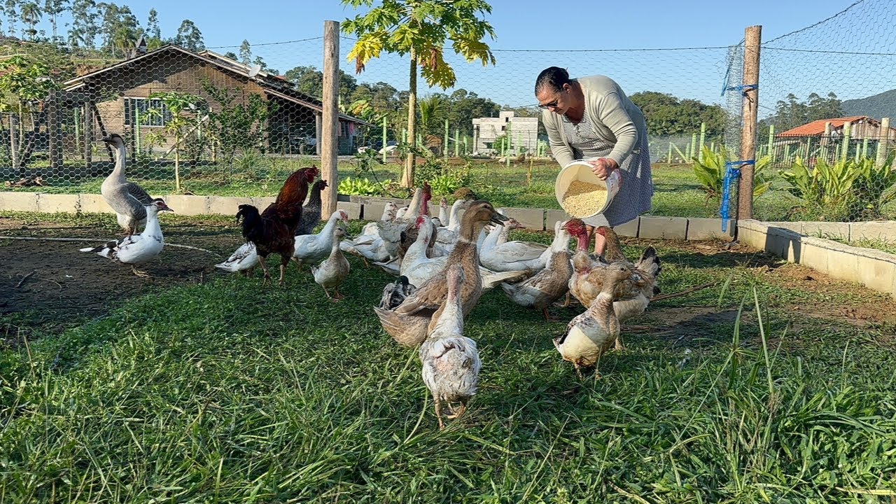 Vida na roça pata no fogão alenha e quirera com costelinha de porco # canelinha Santa Catarina…