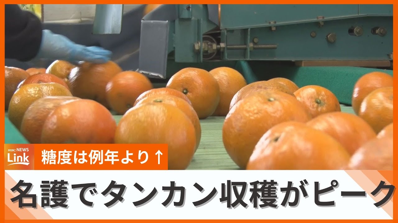 収穫量は減少も糖度は例年より上　名護市でタンカンが旬を迎える　選果場には多くの果実が運び込まれる