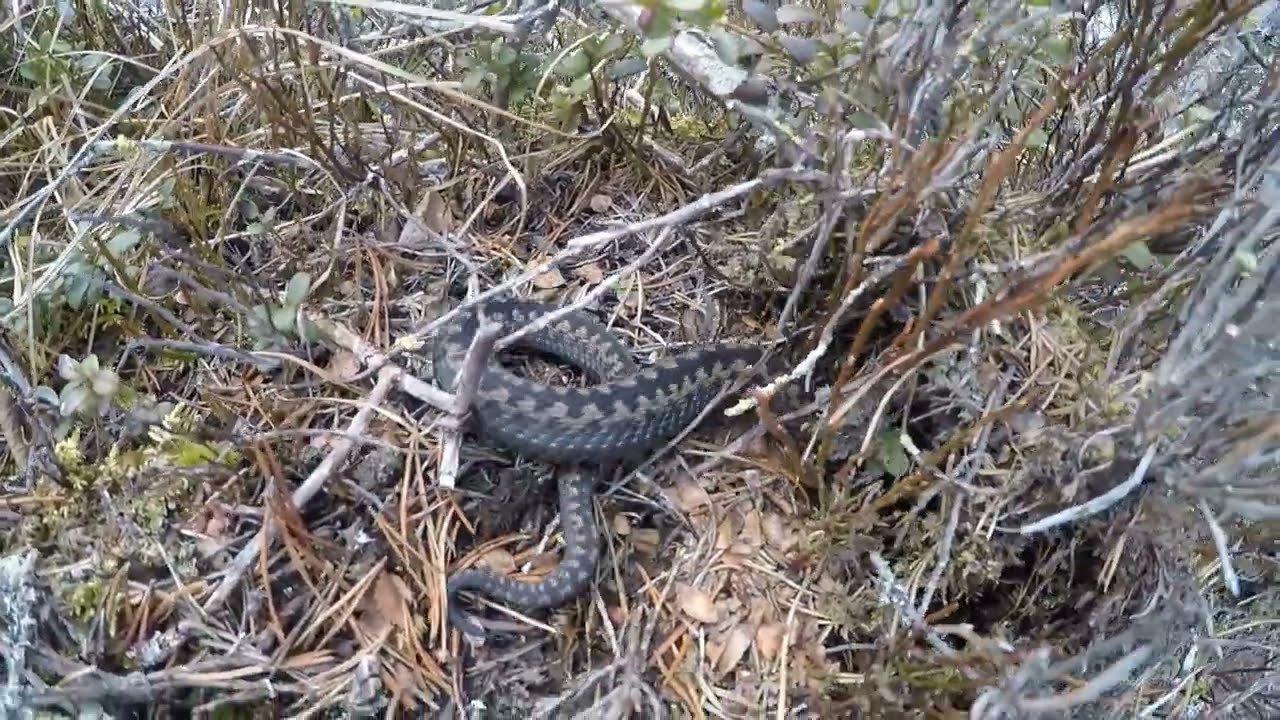 Makkaranpaistossa Kallioselänkämpällä/Käärmeet Heräilee.