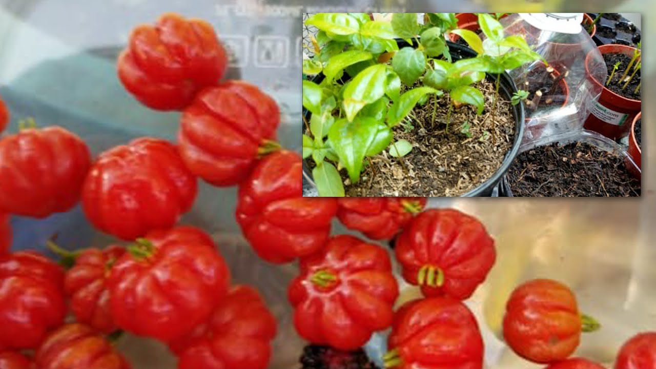TE REGALO UNA PLANTA DE PITANGA, MIRA COMO GERMINARLA.