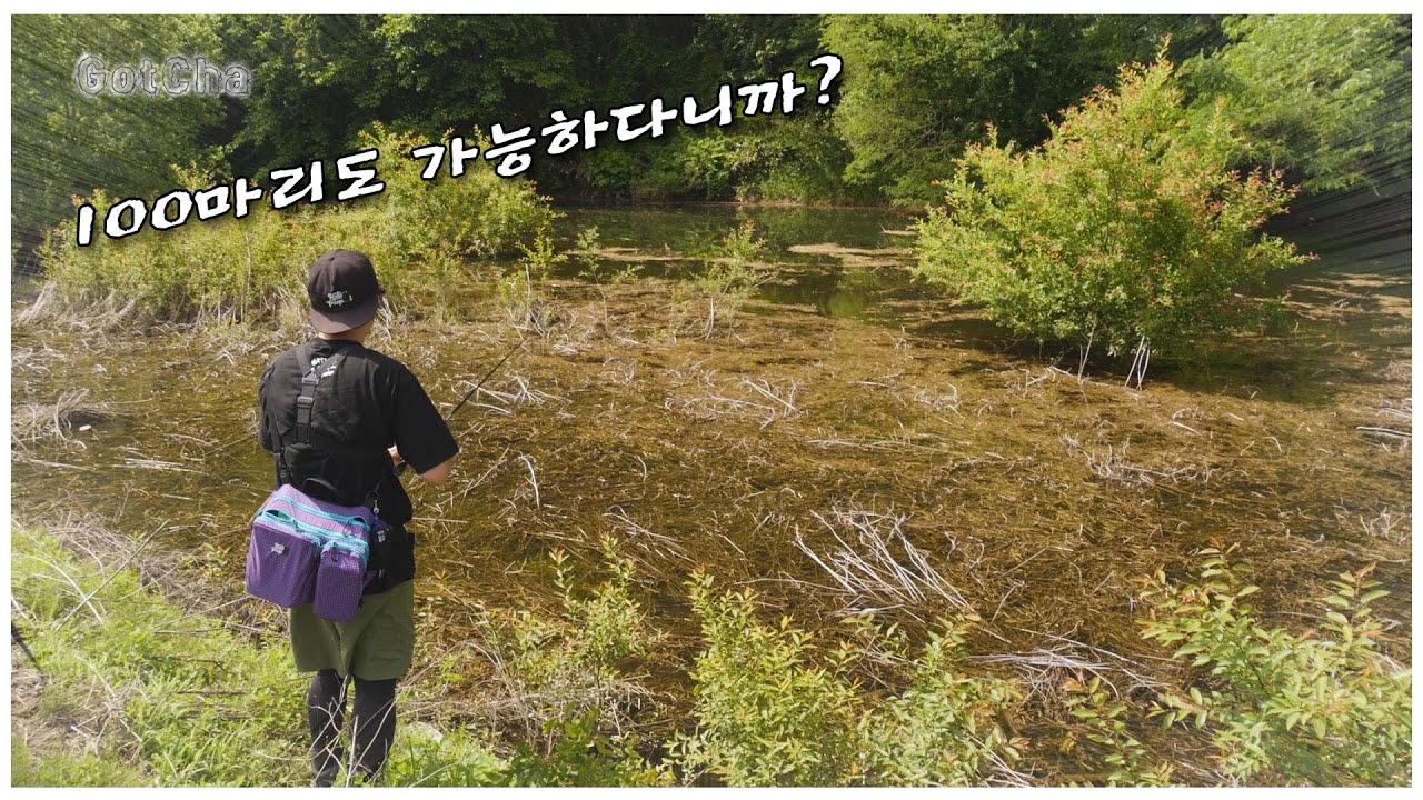 배스 마릿수는 제가 책임집니다 한번 따라 해보세요!!(feat. 박성완)