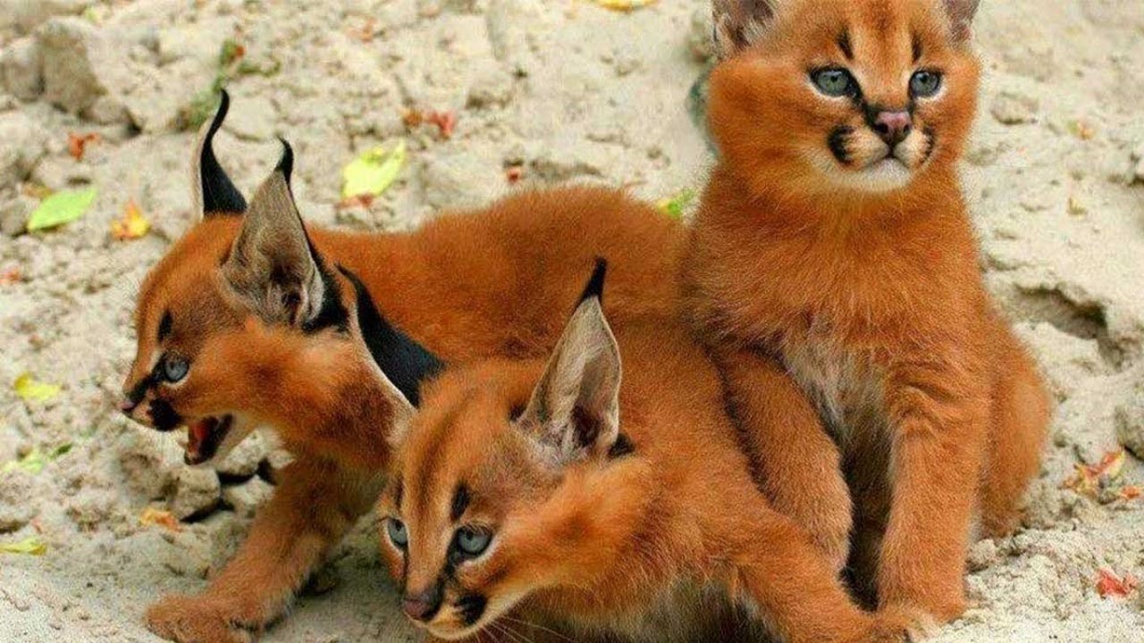 14 САМЫХ РЕДКИХ ПОРОД КОШЕК В МИРЕ!