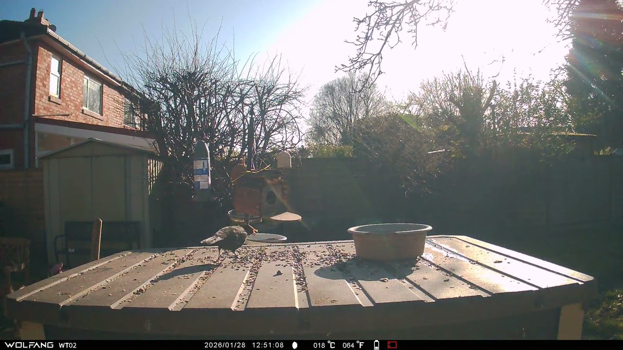 Blackbird