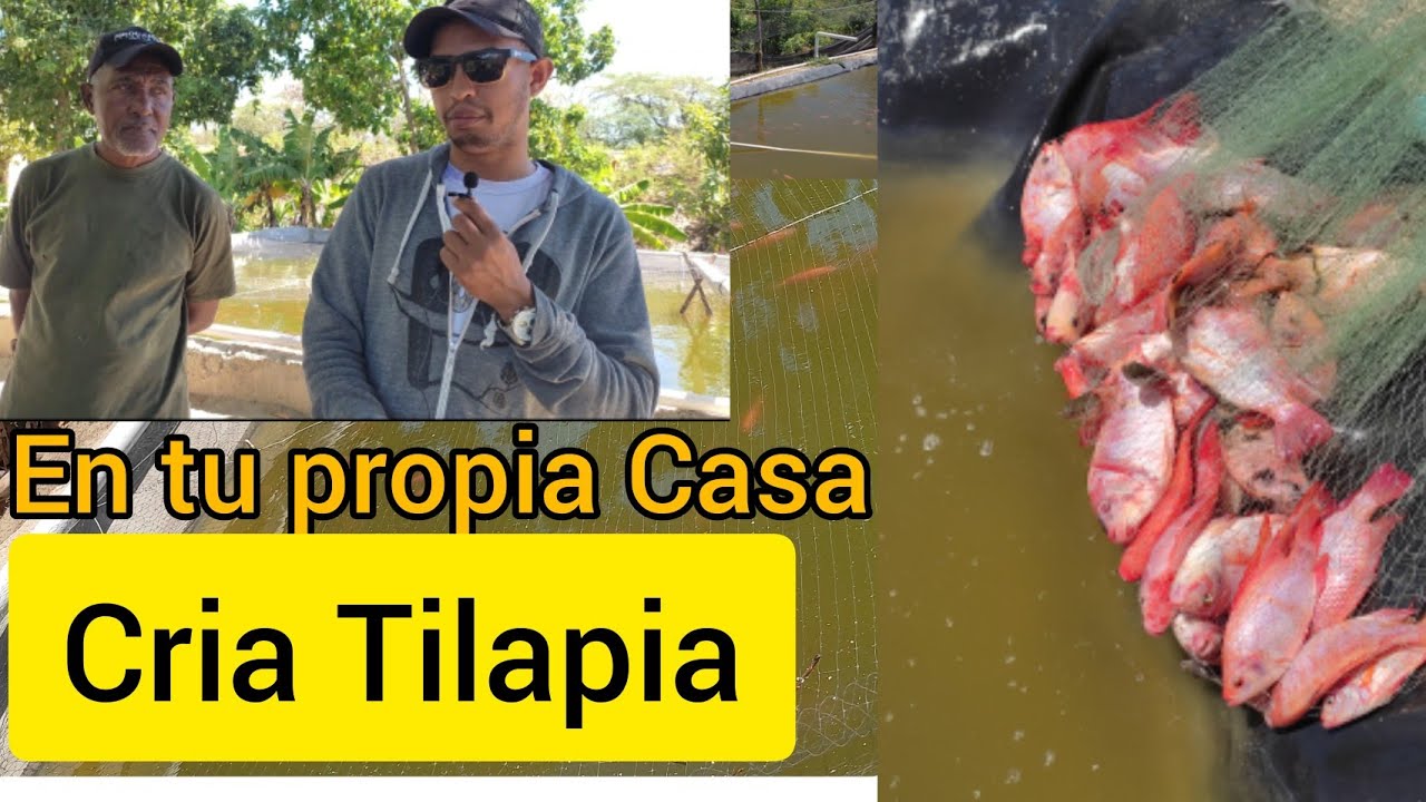 NUNCA Visto, Criar Tilapia en Tu Propia Casa y Con Alimentos Casero