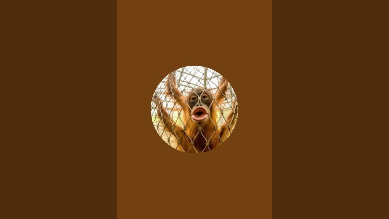 Maria der affe 🐒🐵 überträgt einen Livestream.