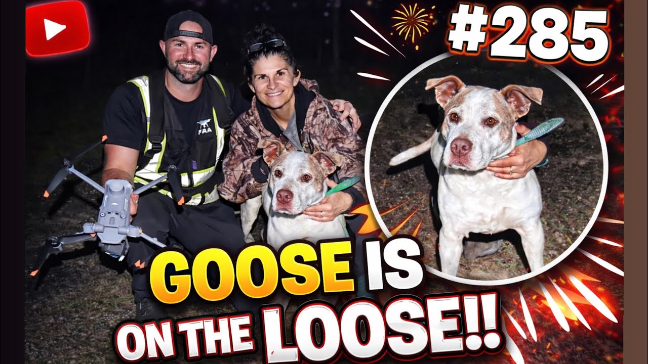 #285 GOOSE On The LOOSE..Until Florida Pet Recovery Arrived!