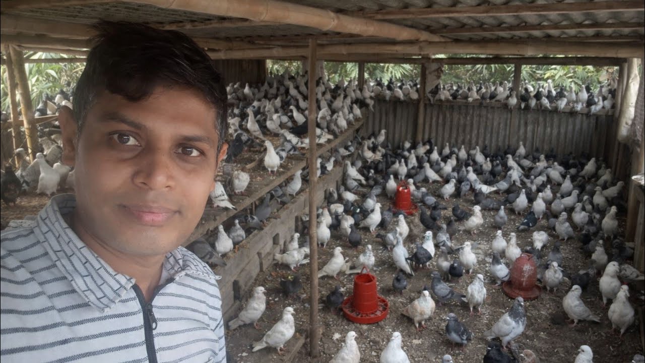 আমার কবুতরকে খাবার দিলাম 🕊️  Feeding My Pigeons  Pigeon Feeding Video ।। shahinur travels vlog