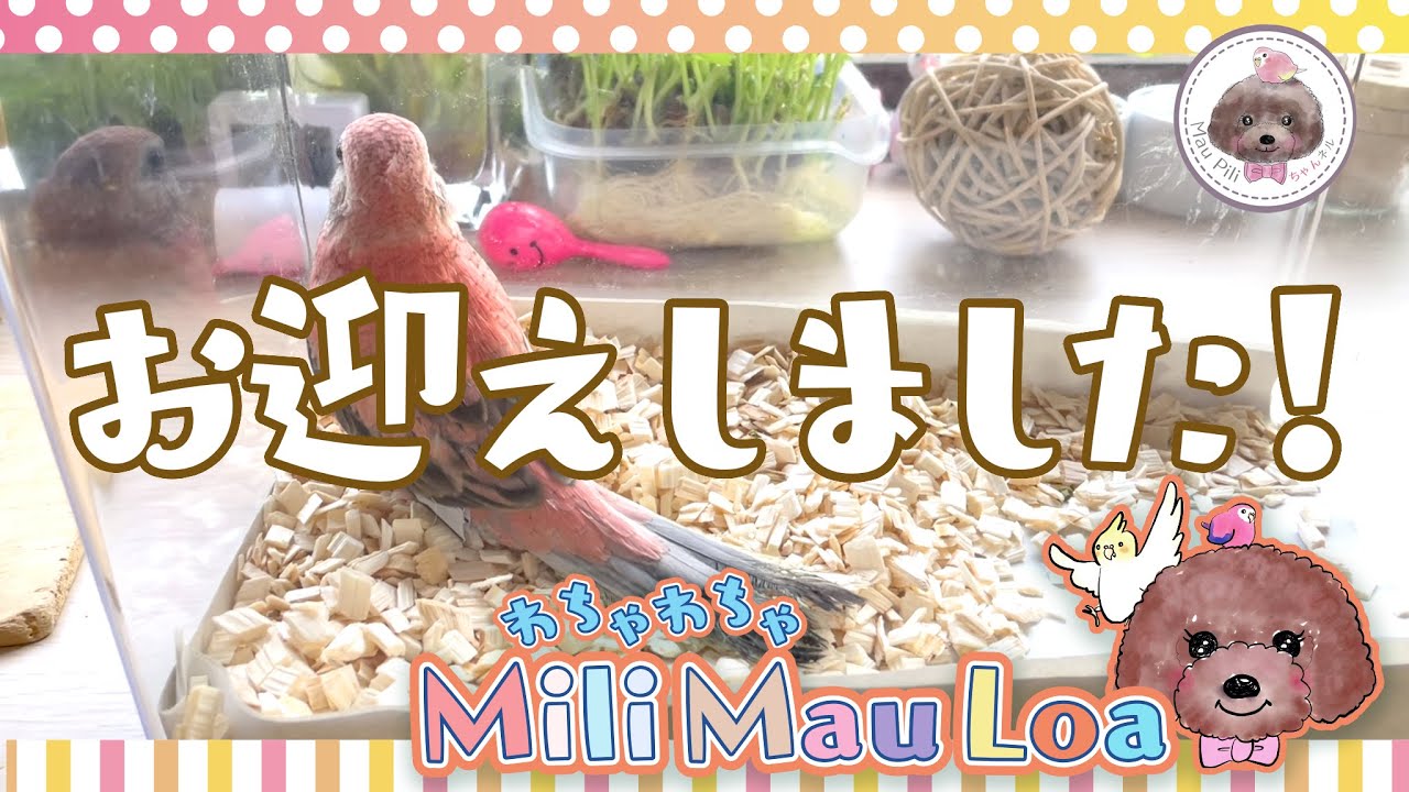 【アキクサインコ】お迎えしました！【Miliさん】