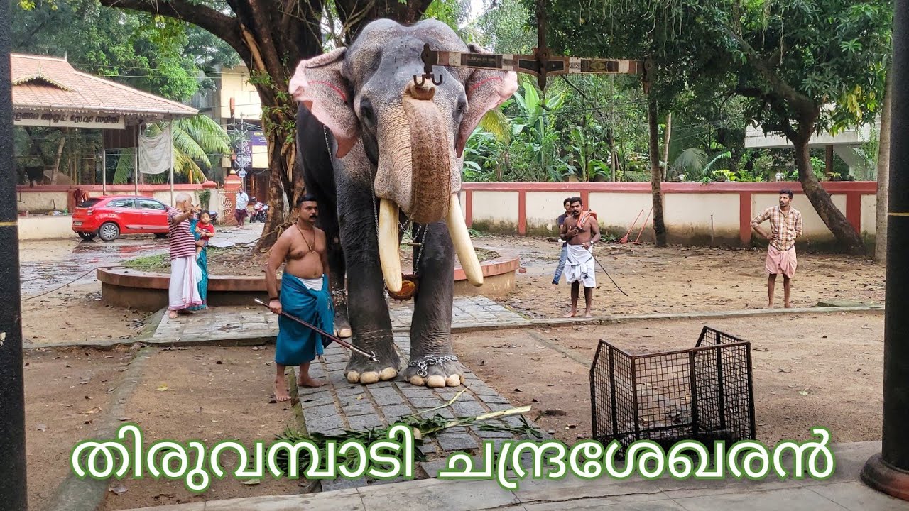 ചെറിയ വിളക്ക് ദിവസം തൃപ്പൂണിത്തുറ ശ്രീ പൂർണത്രയിശ ക്ഷേത്രത്തിലെ  വൃശ്ചികോത്സവകാഴ്ചകൾ 2024🐘