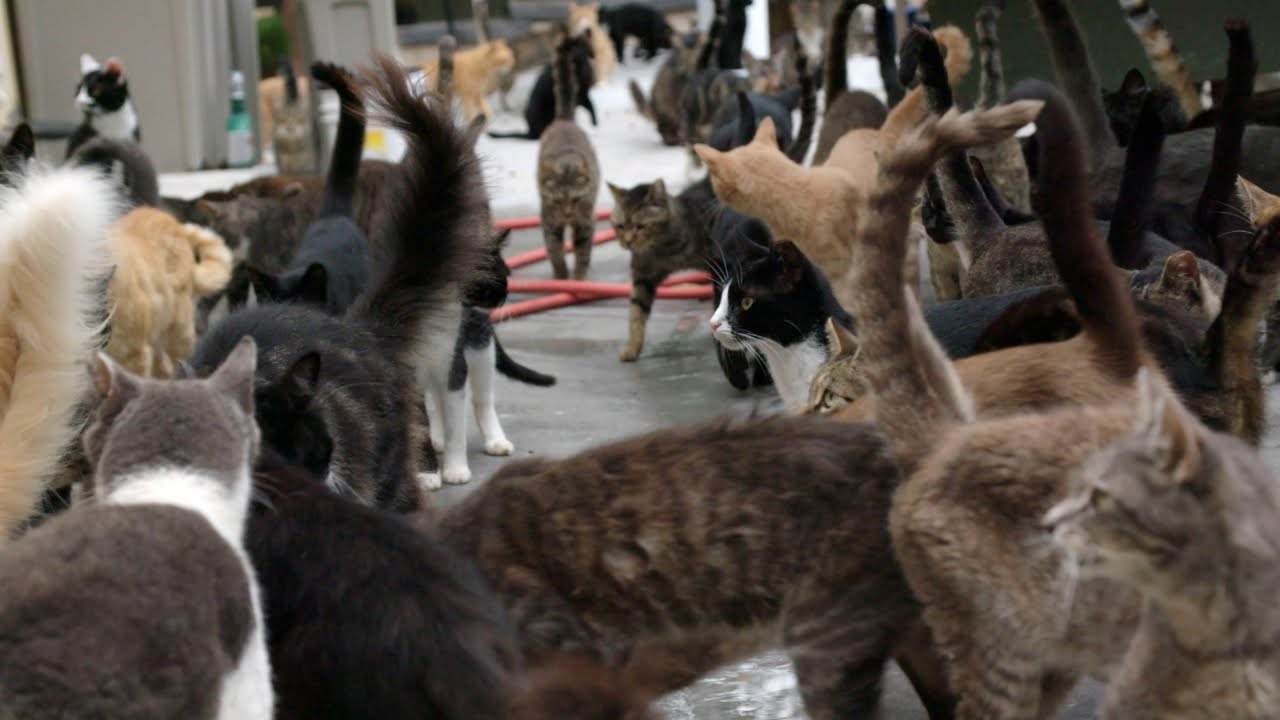 Happy Cat Sanctuary Welcomes Seven More Residents