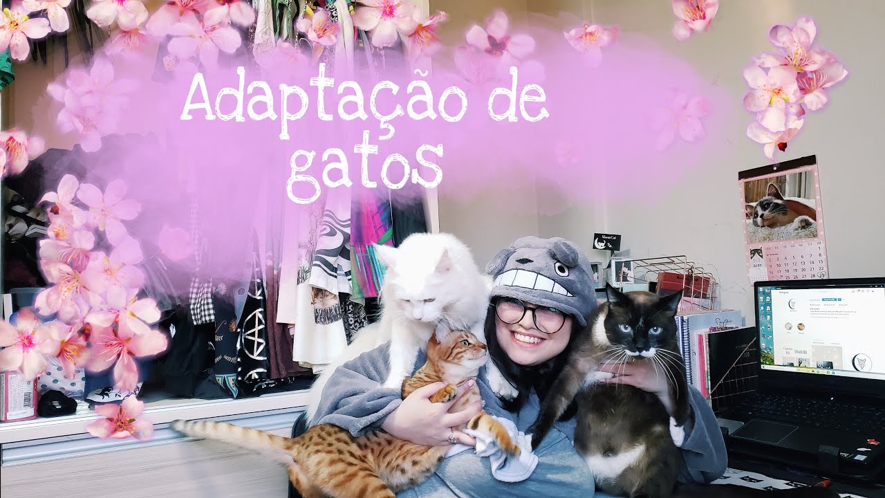 Adaptação de gatos com Feliway Friends