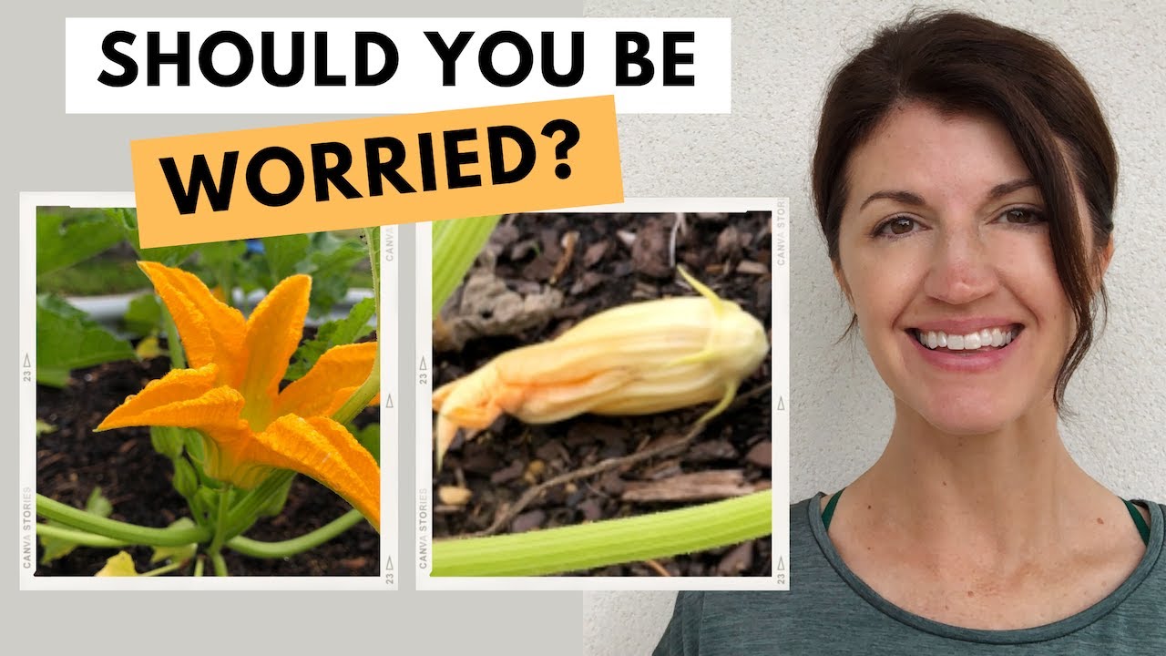 Why Are My Zucchini Flowers Falling Off?