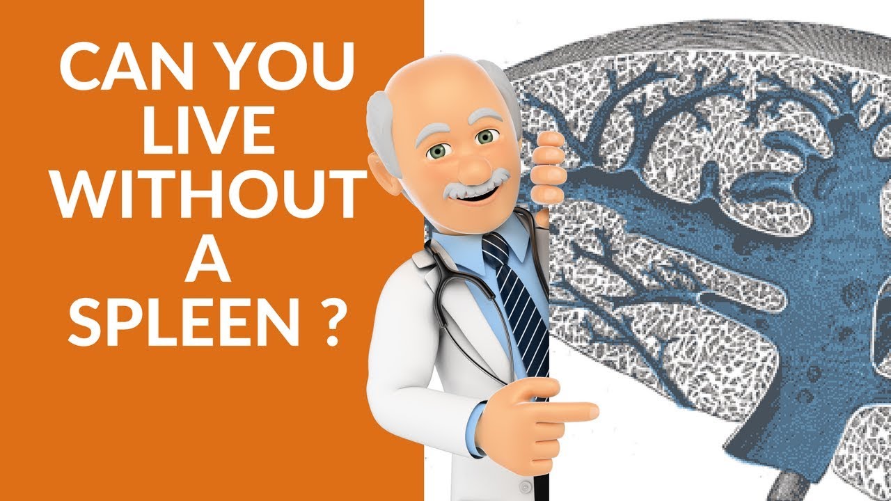 Can you live without a spleen? ( spleen functions )