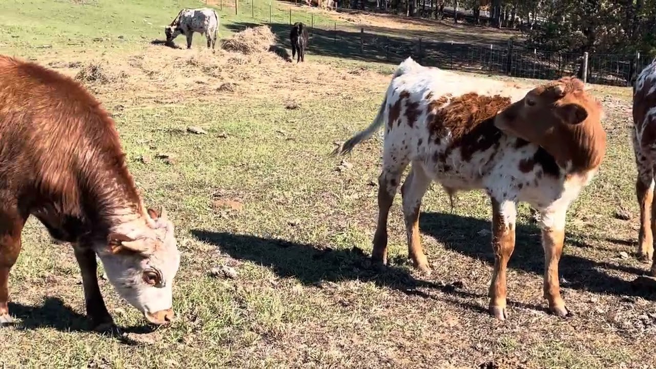 Bull calves and more.
