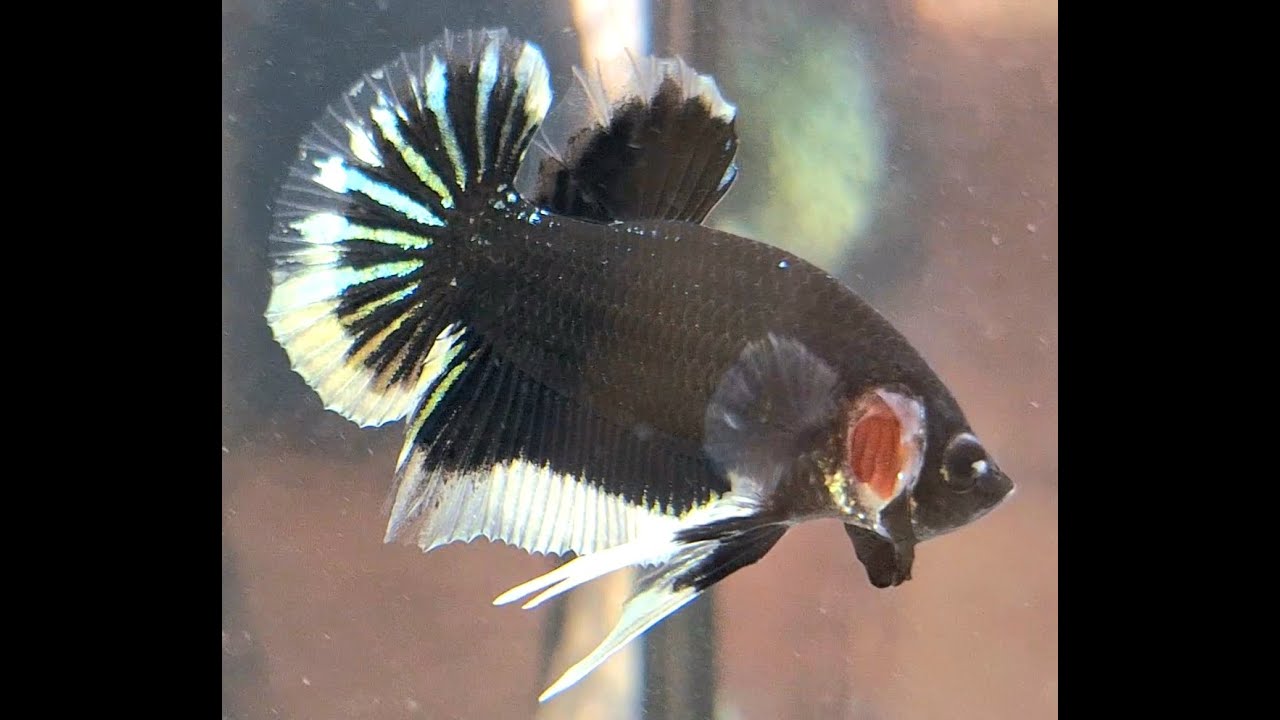 BLACK BUTTERFLY PLAKAD🐠🦋🐲#splendens