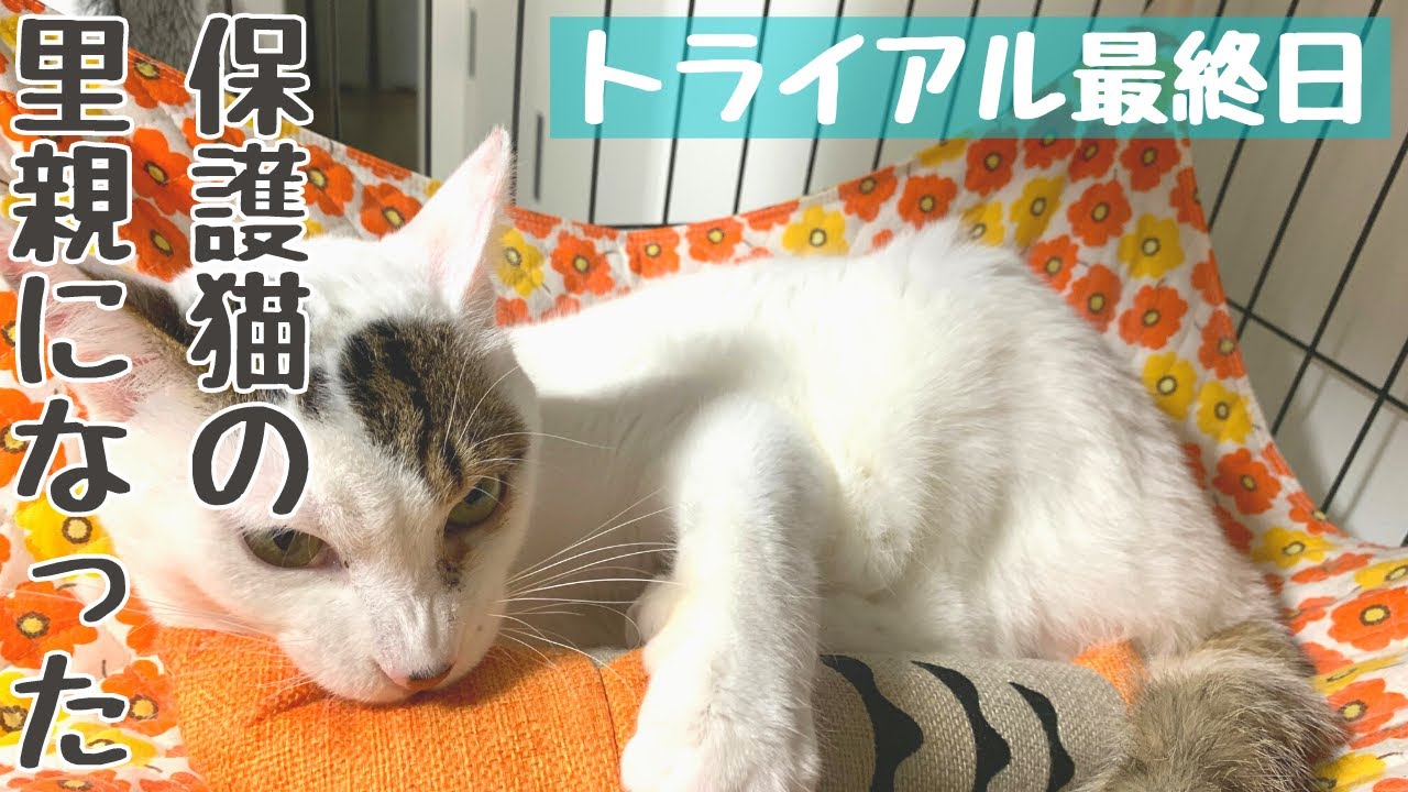 【成猫の里親になりました】トライアル最終日〜お魚さんに大興奮〜