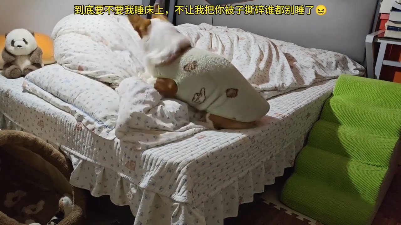 Corgi's Bed Ban: A Pup's Sleepless Night | Corgi Sleep DogLife PetOwner AnimalLovers