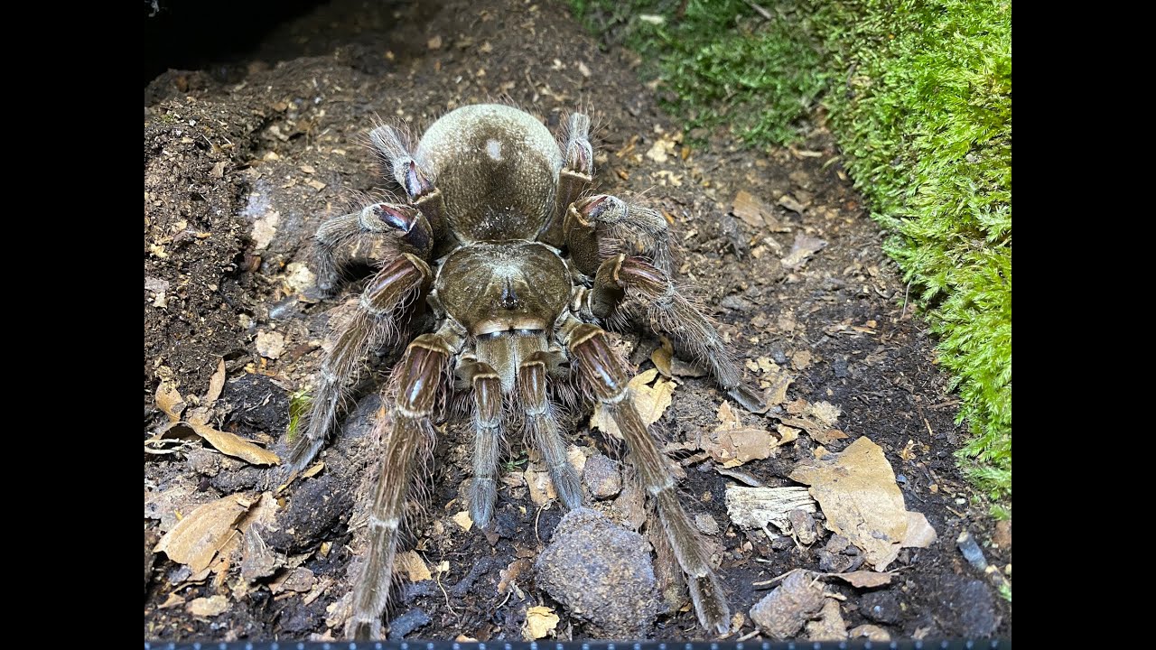 Theraphosa blondi female, care and housing