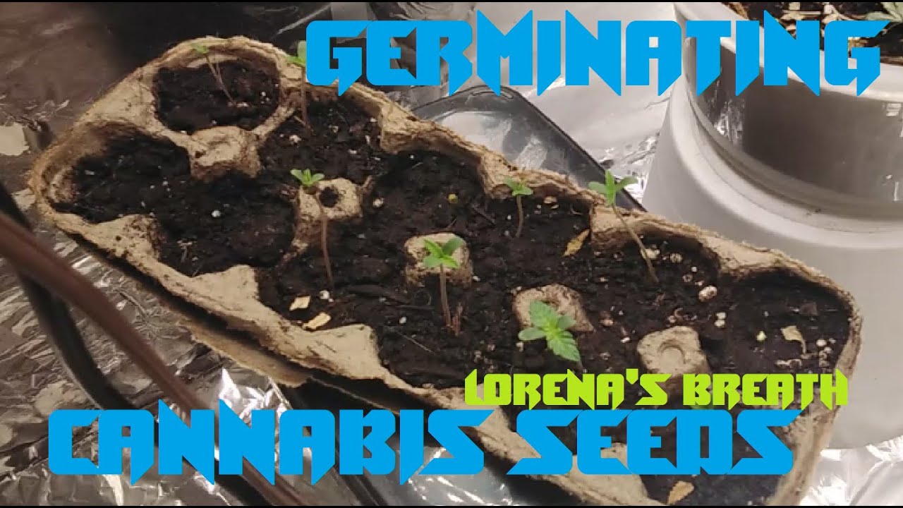 Germinating cannabis seeds, Lorena's Breath, Weed Seed #Germination #cannabis  #weedplants
