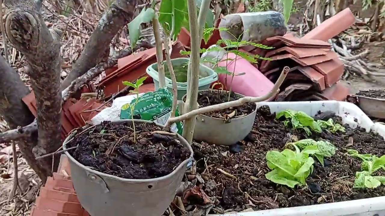 Aqui de tudo vira vaso 🏺🏺 um tour pela minhas plantas de vaso de reciclagem ♻️♻️😍😍