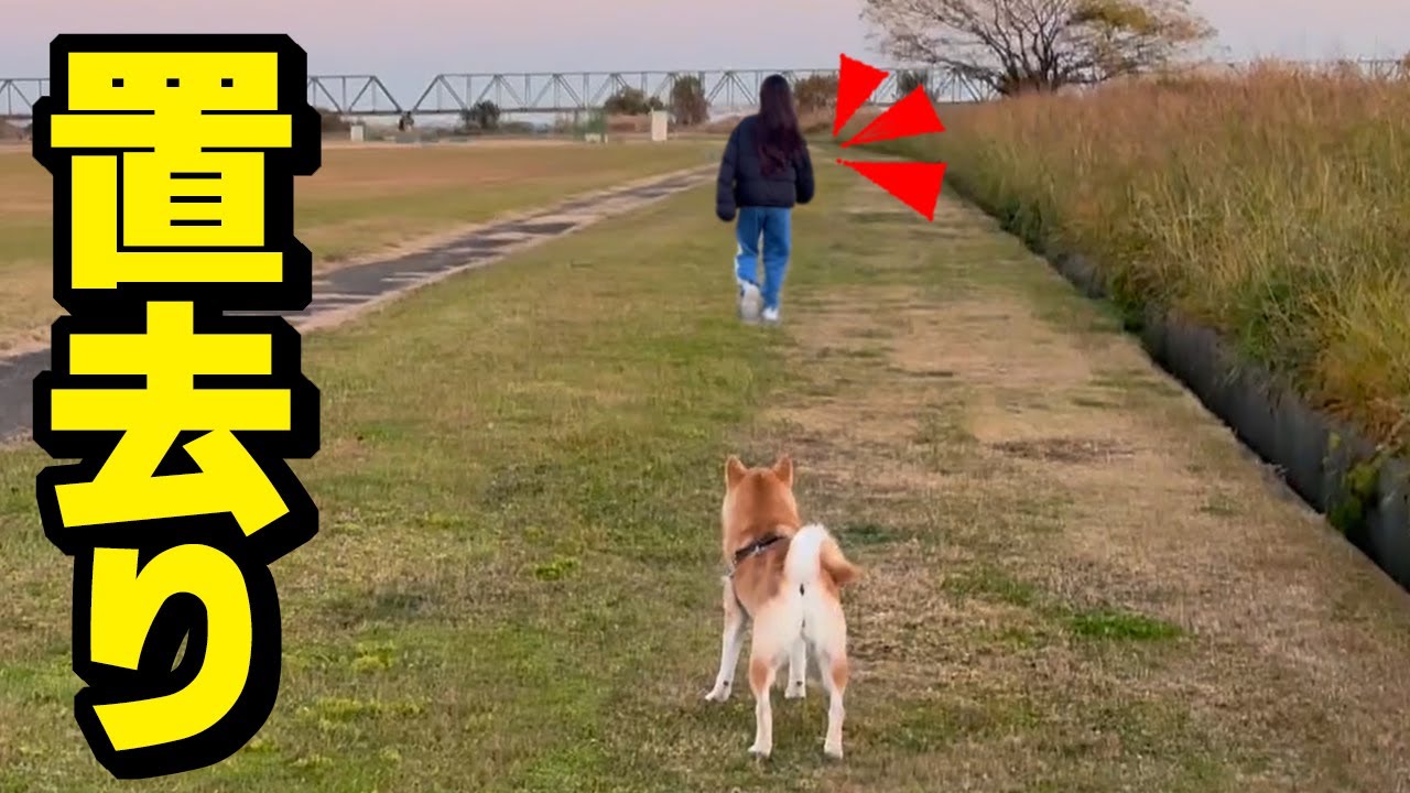 柴犬を散歩中に娘が忘れ去ってしまい大騒ぎになりました…
