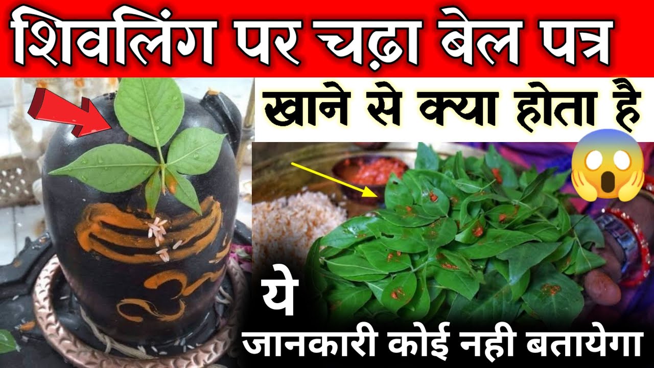 शिवलिंग पर चढ़ा बेल पत्र खाने से क्या होता है ? ये जानकारी कोई नही बतायेगा//