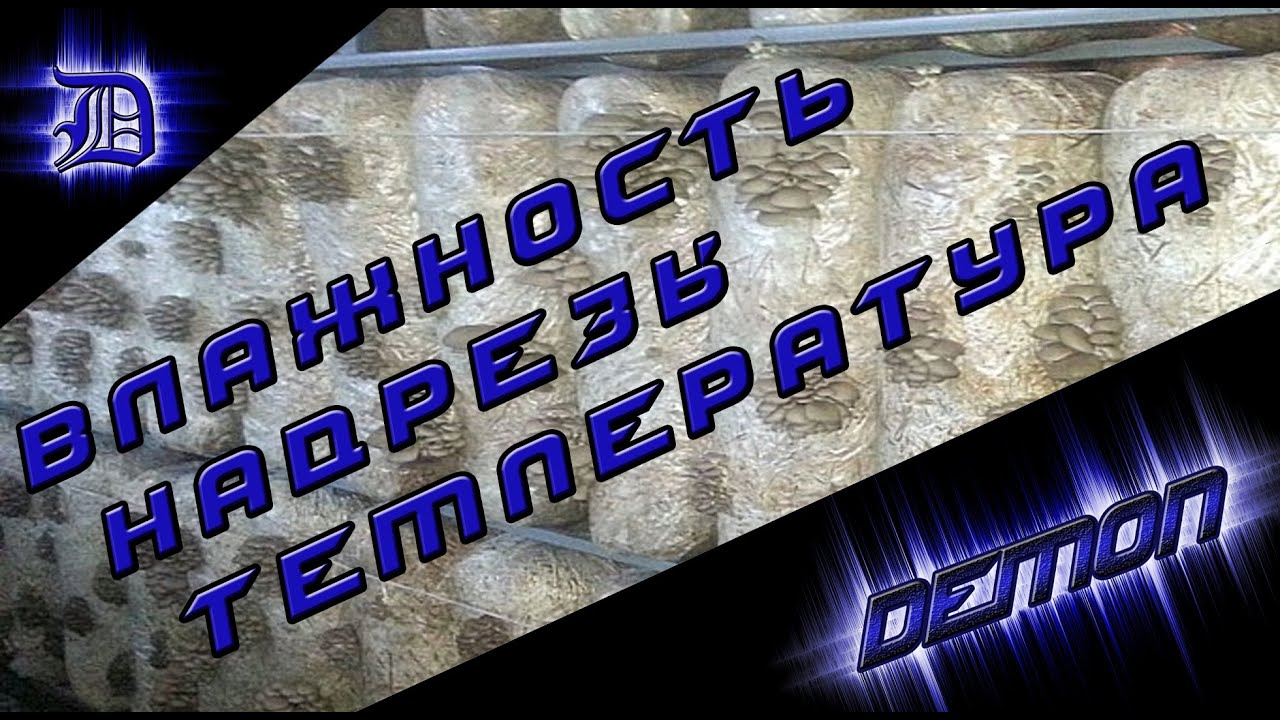 грибные блоки: влажность, надрезы, температура